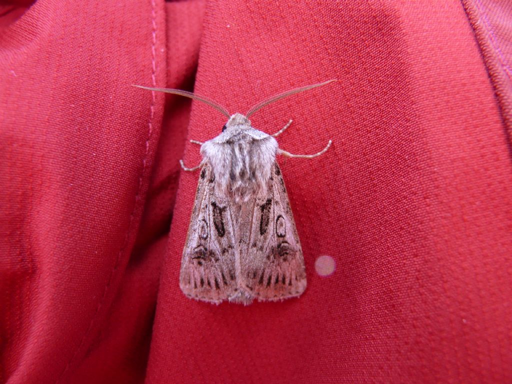 Acronicta ? No, Agrotis proverai (Noctuidae)